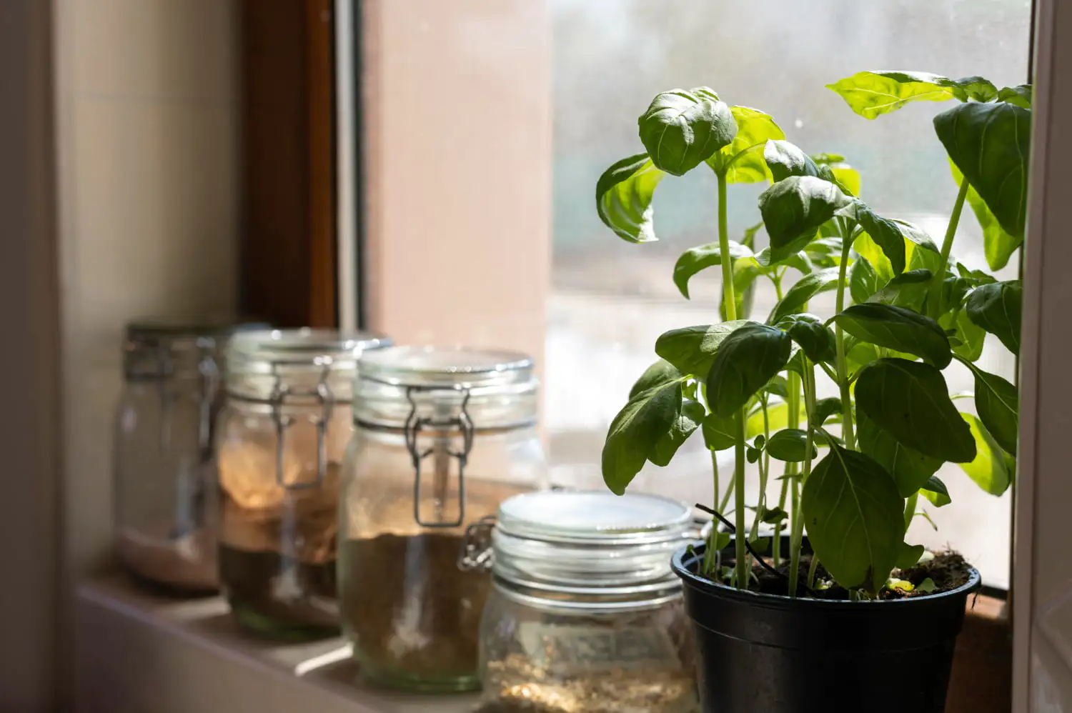 Planta de manjericão iluminada pelo sol prosperando dentro de casa, demonstrando estratégias eficazes de iluminação para plantas internas