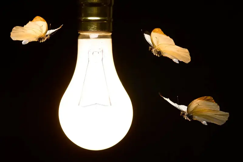 LED 조명이 벌레를 유인하는지 고려하면서 빛나는 전구 주위를 펄럭이는 나비